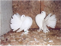 Deste Kuyruk Güvercin Türleri ve Özellikleri