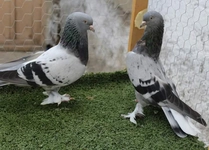 Güvercin Vitamini Kullanımı ve Faydaları Nelerdir?