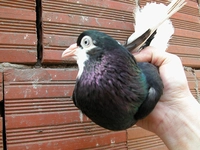 Yaşmaklı Güvercin Türleri ve Özellikleri