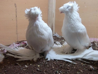 Buhara Güvercin Türleri ve Özellikleri
