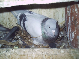 Güvercin Nasıl Yumurtlar?