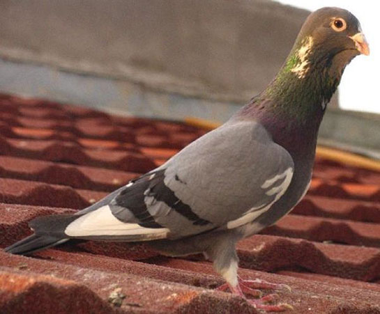 Adana Güvercinleri
