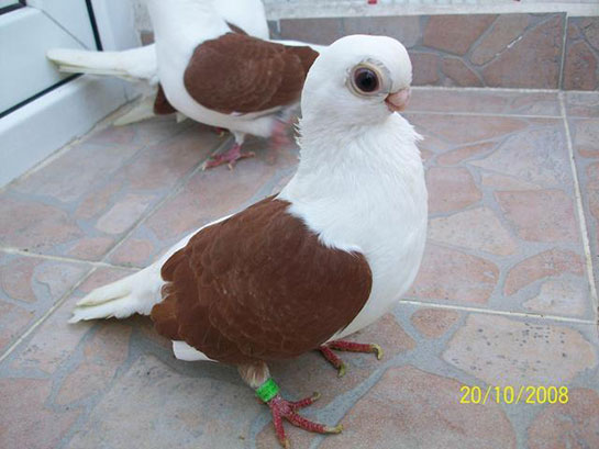 Atlas Güvercin Türleri ve Özellikleri