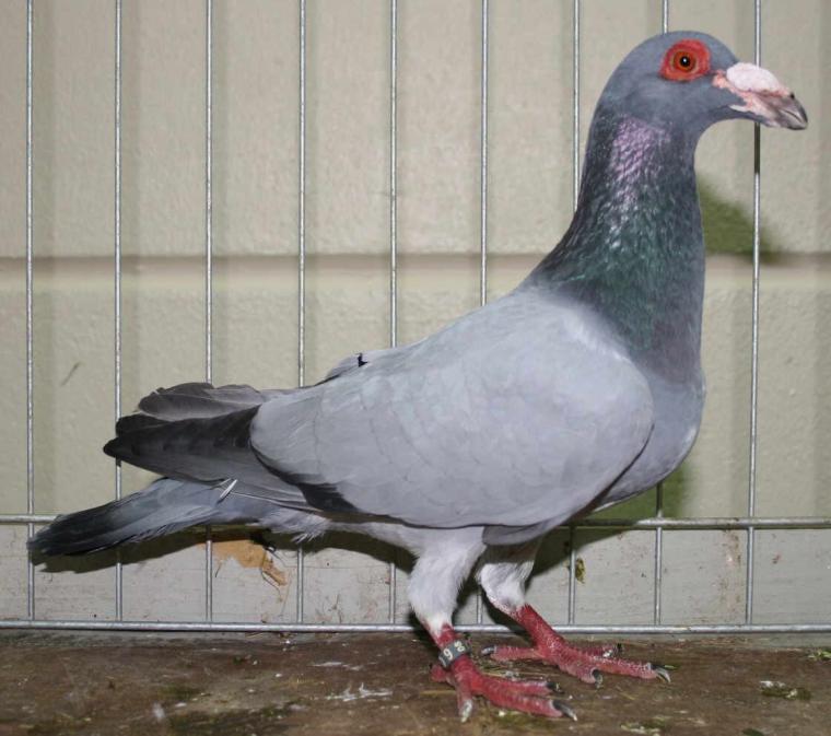 Bağdat Güvercini Türleri ve Özellikleri