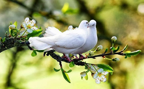 Beyaz Güvercin