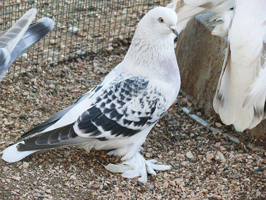 Çakmaklı Güvercin Türleri ve Özellikleri