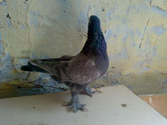 Çikolata Güvercin Türleri ve Özellikleri