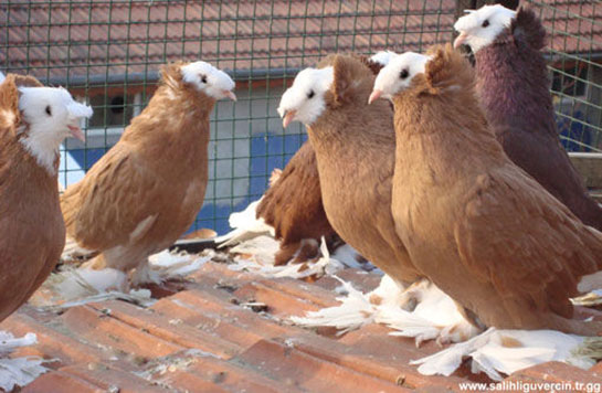 Demkeş Güvercin Türleri ve Özellikleri