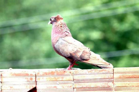 Güvercin Adları Nelerdir?