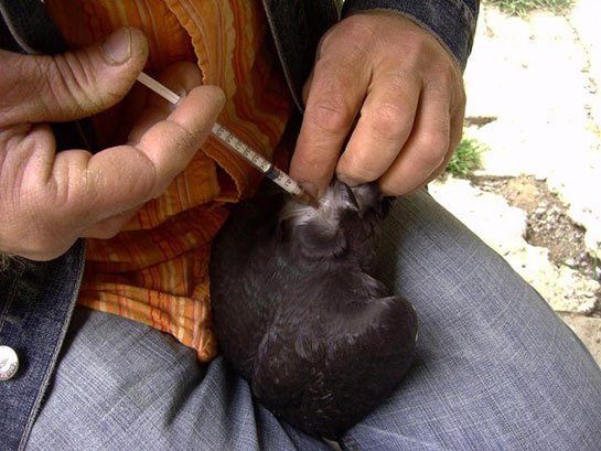 Güvercin Aşısı Nedir ve Nasıl Yapılır?