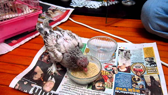 Güvercin Besleme Nasıl Yapılır?