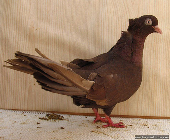 Güvercin Irkları Listesi