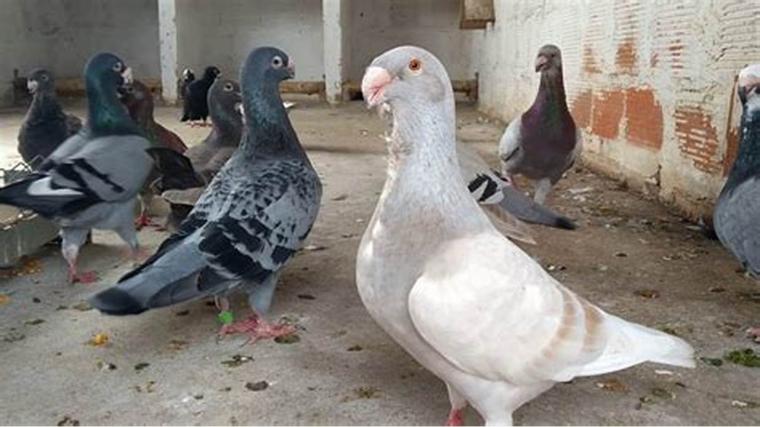 İskenderun Güvercini Türleri ve Özellikleri
