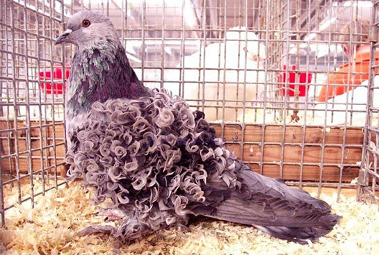 Kıvırcık Güvercin Türleri ve Özellikleri