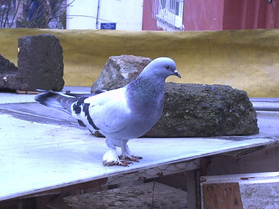 Mavi Güvercin
