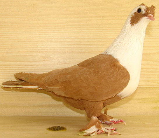 Panda Güvercin Türleri ve Özellikleri