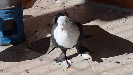 Şıhselli Güvercin Türleri ve Özellikleri