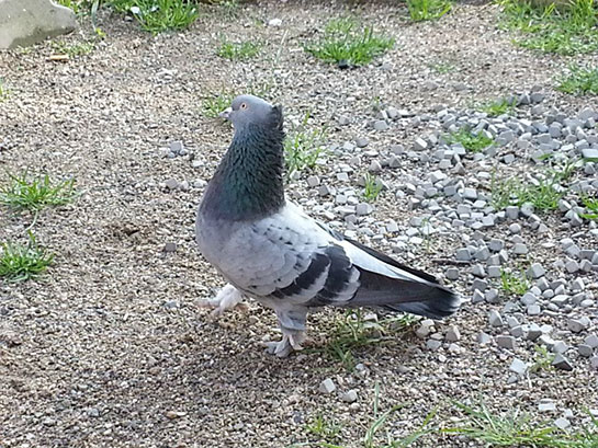 Tepeli Güvercin Türleri ve Özellikleri