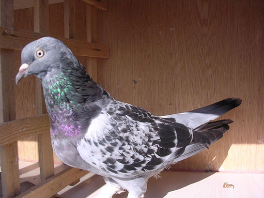 Yoz Güvercin Türleri ve Özellikleri